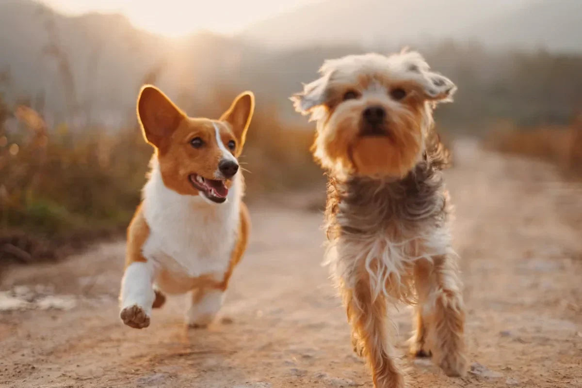 Understanding Common Dog Skin Conditions