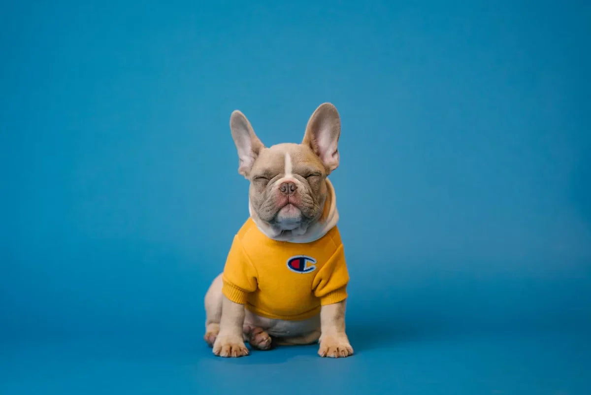 Create a DIY Dog Spa Day at Home