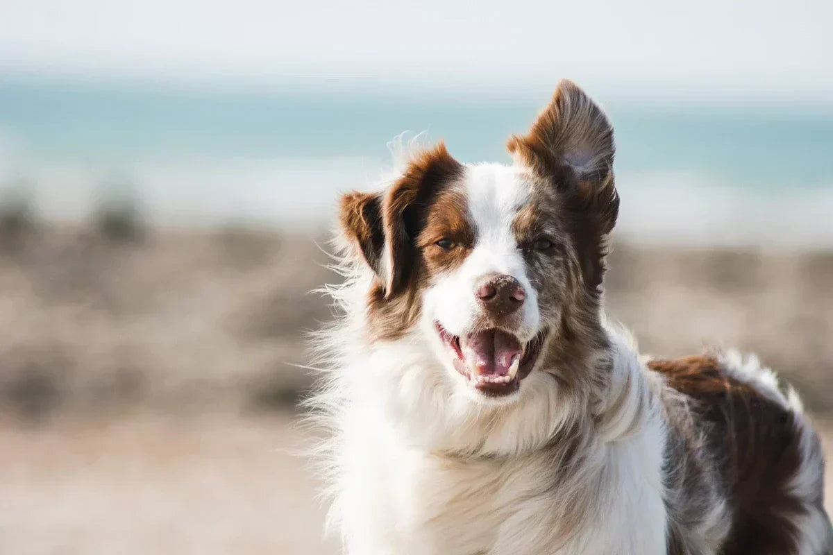 Natural Grooming Tips for Your Dog