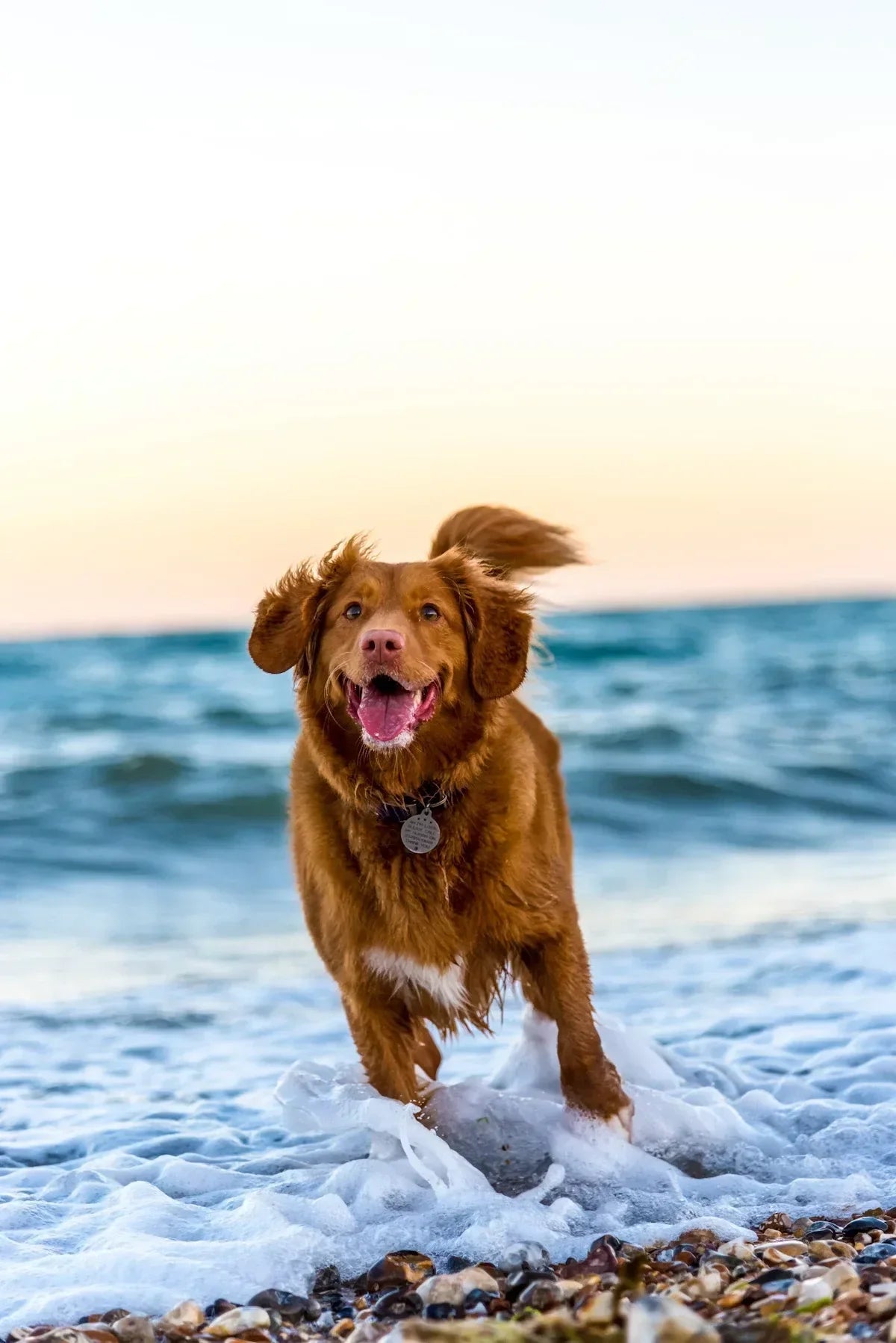Coat Care for Active Outdoor Dogs