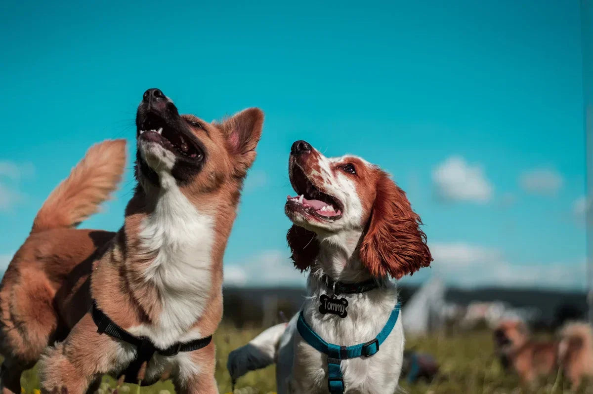 Why Natural Ingredients Matter for Your Dog's Coat