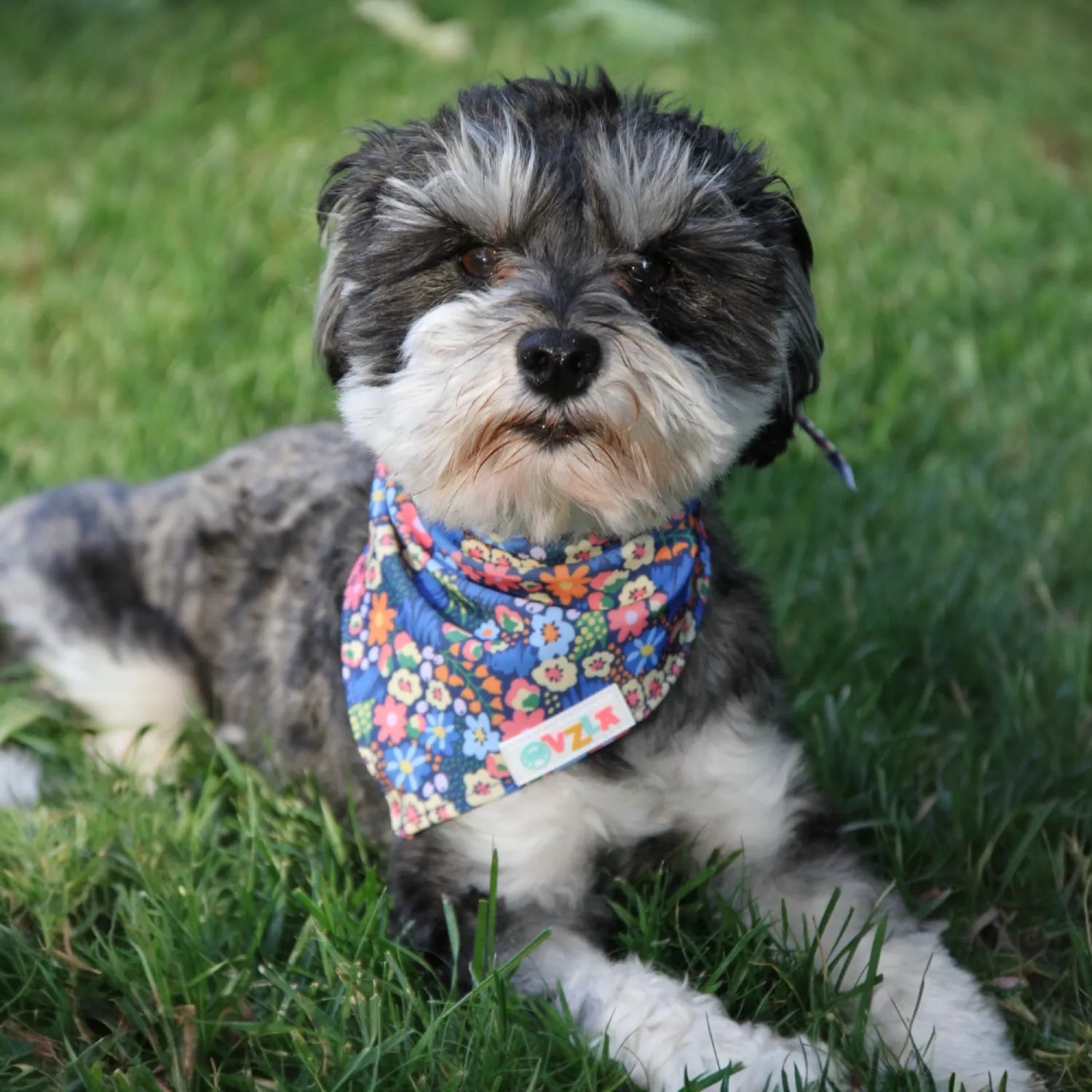 OVZLA Dog Bandana