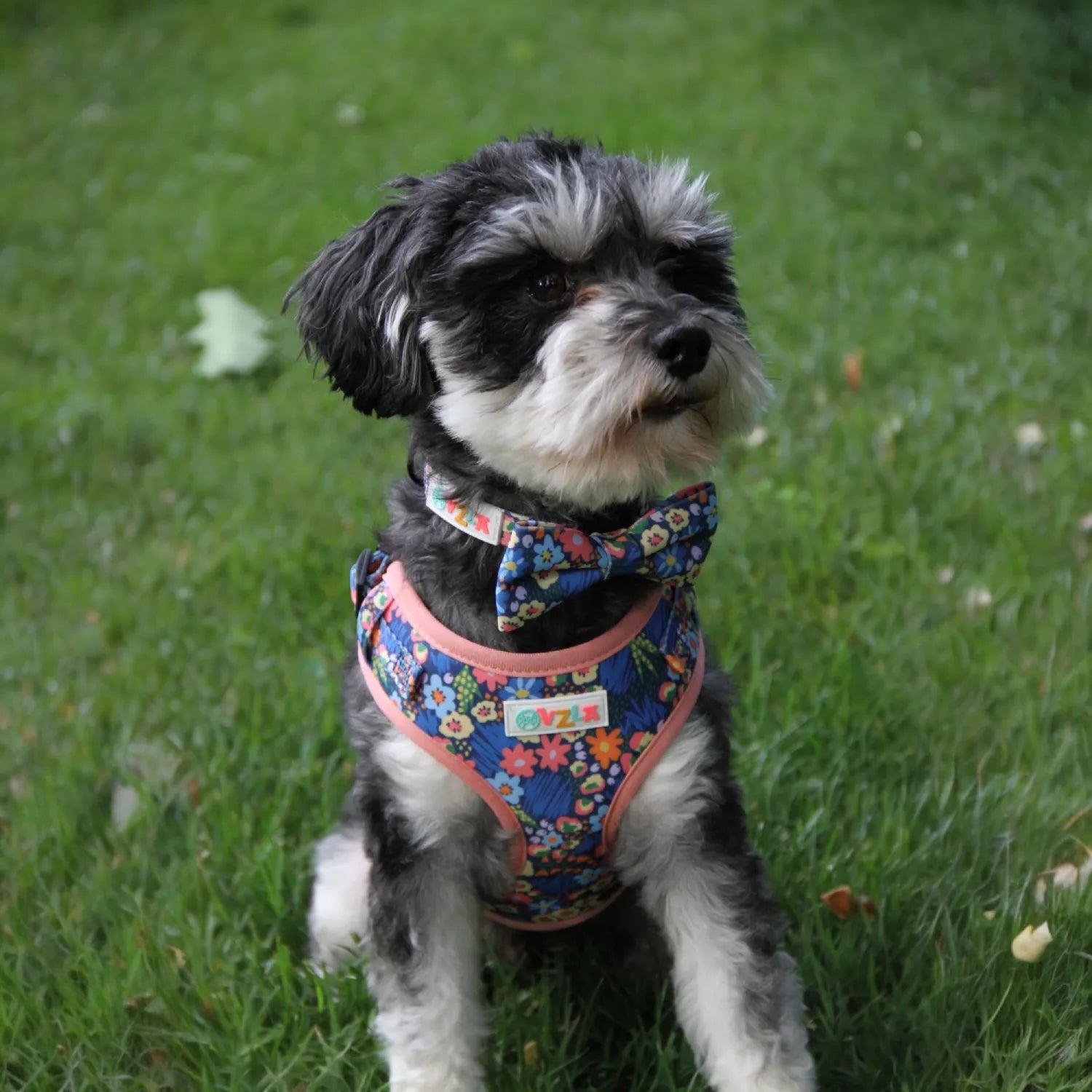 OVZLA Dog Bow Tie