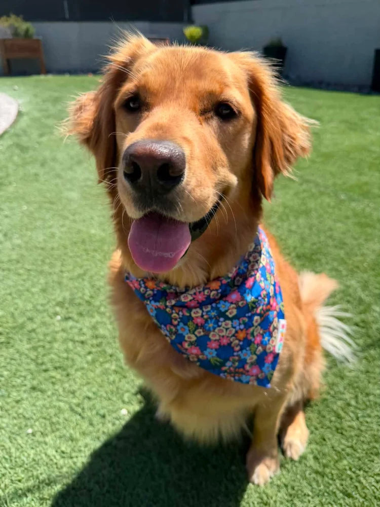 OVZLA Dog Bandana